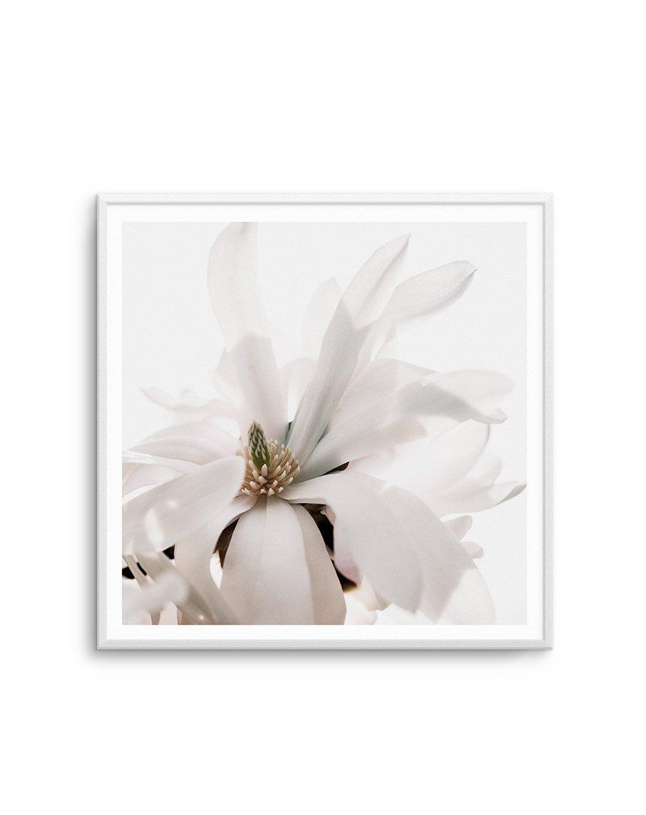 Grace Magnolia SQ Art Print-PRINT-Olive et Oriel-Olive et Oriel-Buy-Australian-Art-Prints-Online-with-Olive-et-Oriel-Your-Artwork-Specialists-Austrailia-Decorate-With-Coastal-Photo-Wall-Art-Prints-From-Our-Beach-House-Artwork-Collection-Fine-Poster-and-Framed-Artwork