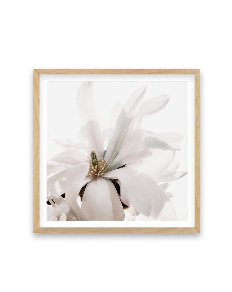 Grace Magnolia SQ Art Print-PRINT-Olive et Oriel-Olive et Oriel-70x70 cm | 27.5" x 27.5"-Oak-With White Border-Buy-Australian-Art-Prints-Online-with-Olive-et-Oriel-Your-Artwork-Specialists-Austrailia-Decorate-With-Coastal-Photo-Wall-Art-Prints-From-Our-Beach-House-Artwork-Collection-Fine-Poster-and-Framed-Artwork