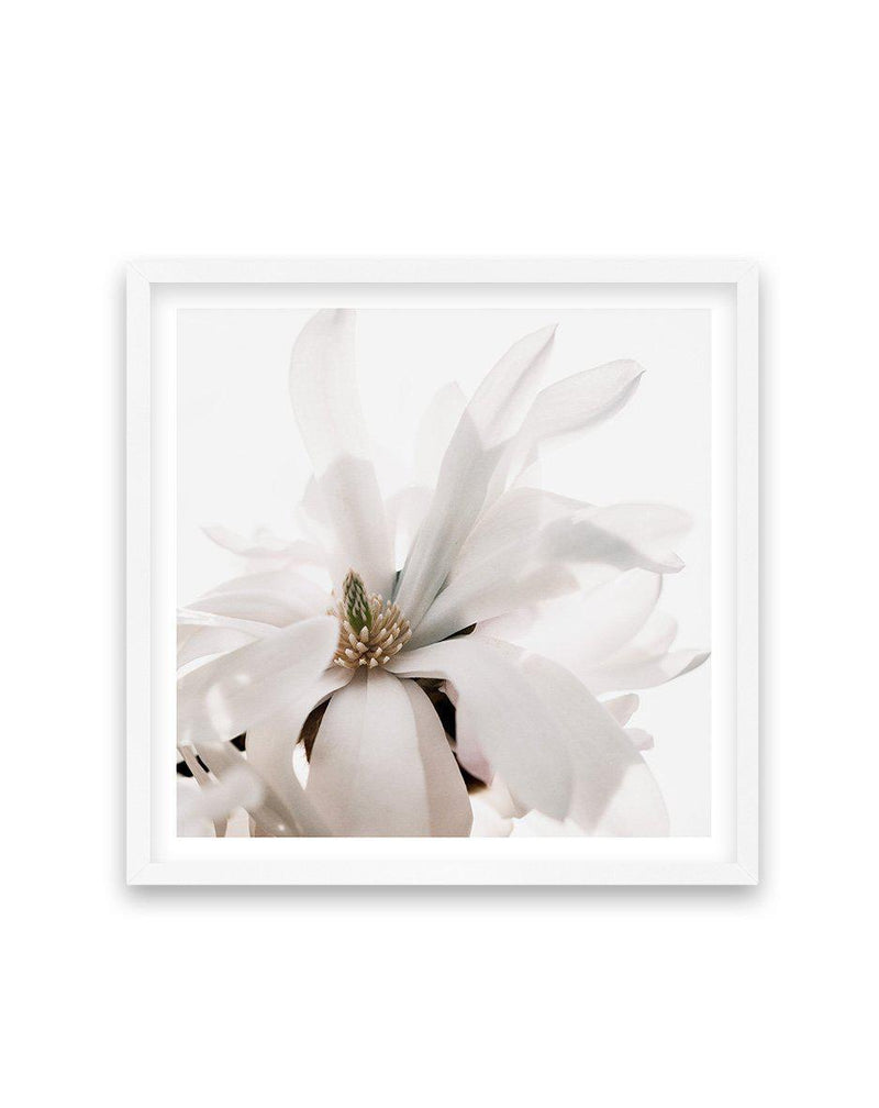 Grace Magnolia SQ Art Print-PRINT-Olive et Oriel-Olive et Oriel-70x70 cm | 27.5" x 27.5"-White-With White Border-Buy-Australian-Art-Prints-Online-with-Olive-et-Oriel-Your-Artwork-Specialists-Austrailia-Decorate-With-Coastal-Photo-Wall-Art-Prints-From-Our-Beach-House-Artwork-Collection-Fine-Poster-and-Framed-Artwork