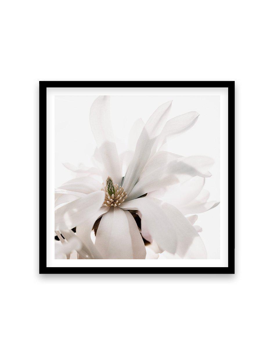 Grace Magnolia SQ Art Print-PRINT-Olive et Oriel-Olive et Oriel-70x70 cm | 27.5" x 27.5"-Black-With White Border-Buy-Australian-Art-Prints-Online-with-Olive-et-Oriel-Your-Artwork-Specialists-Austrailia-Decorate-With-Coastal-Photo-Wall-Art-Prints-From-Our-Beach-House-Artwork-Collection-Fine-Poster-and-Framed-Artwork