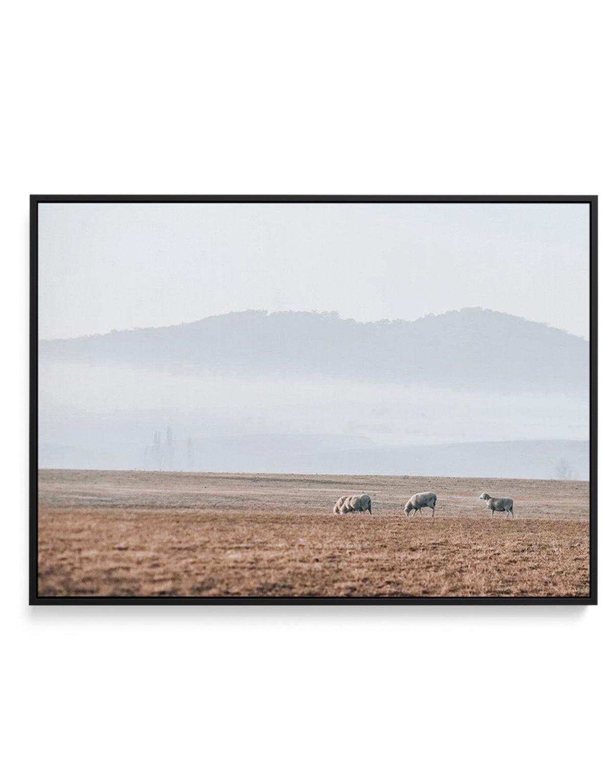 Grazing Lands | Framed Canvas-CANVAS-You can shop wall art online with Olive et Oriel for everything from abstract art to fun kids wall art. Our beautiful modern art prints and canvas art are available from large canvas prints to wall art paintings and our proudly Australian artwork collection offers only the highest quality framed large wall art and canvas art Australia - You can buy fashion photography prints or Hampton print posters and paintings on canvas from Olive et Oriel and have them de