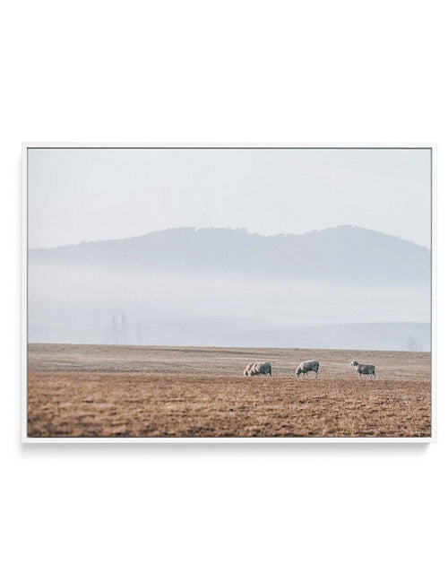 Grazing Lands | Framed Canvas-CANVAS-You can shop wall art online with Olive et Oriel for everything from abstract art to fun kids wall art. Our beautiful modern art prints and canvas art are available from large canvas prints to wall art paintings and our proudly Australian artwork collection offers only the highest quality framed large wall art and canvas art Australia - You can buy fashion photography prints or Hampton print posters and paintings on canvas from Olive et Oriel and have them de