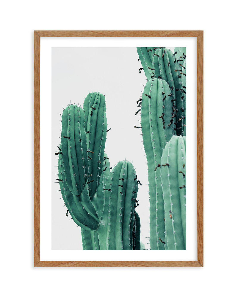 Green Cactus I Art Print-PRINT-Olive et Oriel-Olive et Oriel-50x70 cm | 19.6" x 27.5"-Walnut-With White Border-Buy-Australian-Art-Prints-Online-with-Olive-et-Oriel-Your-Artwork-Specialists-Austrailia-Decorate-With-Coastal-Photo-Wall-Art-Prints-From-Our-Beach-House-Artwork-Collection-Fine-Poster-and-Framed-Artwork
