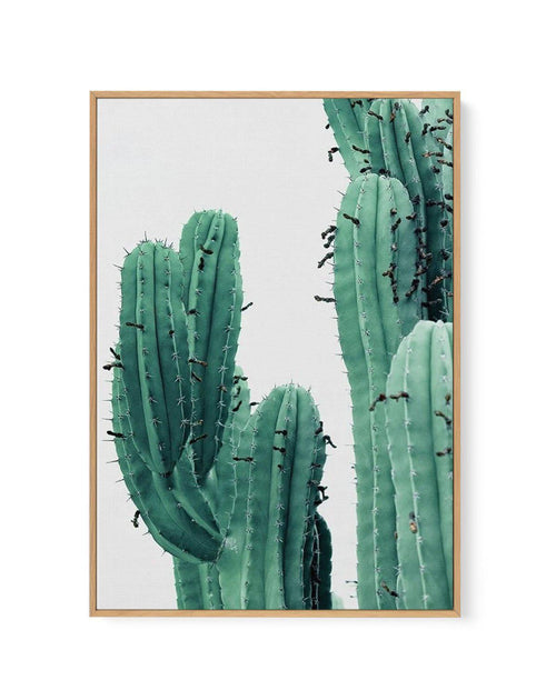 Green Cactus I | Framed Canvas-CANVAS-You can shop wall art online with Olive et Oriel for everything from abstract art to fun kids wall art. Our beautiful modern art prints and canvas art are available from large canvas prints to wall art paintings and our proudly Australian artwork collection offers only the highest quality framed large wall art and canvas art Australia - You can buy fashion photography prints or Hampton print posters and paintings on canvas from Olive et Oriel and have them d