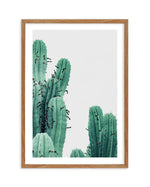 Green Cactus II Art Print-PRINT-Olive et Oriel-Olive et Oriel-50x70 cm | 19.6" x 27.5"-Walnut-With White Border-Buy-Australian-Art-Prints-Online-with-Olive-et-Oriel-Your-Artwork-Specialists-Austrailia-Decorate-With-Coastal-Photo-Wall-Art-Prints-From-Our-Beach-House-Artwork-Collection-Fine-Poster-and-Framed-Artwork