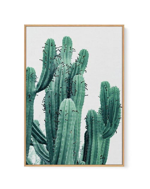 Green Cactus II | Framed Canvas-CANVAS-You can shop wall art online with Olive et Oriel for everything from abstract art to fun kids wall art. Our beautiful modern art prints and canvas art are available from large canvas prints to wall art paintings and our proudly Australian artwork collection offers only the highest quality framed large wall art and canvas art Australia - You can buy fashion photography prints or Hampton print posters and paintings on canvas from Olive et Oriel and have them 