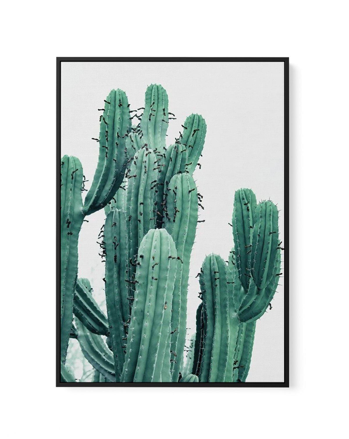 Green Cactus II | Framed Canvas-CANVAS-You can shop wall art online with Olive et Oriel for everything from abstract art to fun kids wall art. Our beautiful modern art prints and canvas art are available from large canvas prints to wall art paintings and our proudly Australian artwork collection offers only the highest quality framed large wall art and canvas art Australia - You can buy fashion photography prints or Hampton print posters and paintings on canvas from Olive et Oriel and have them 