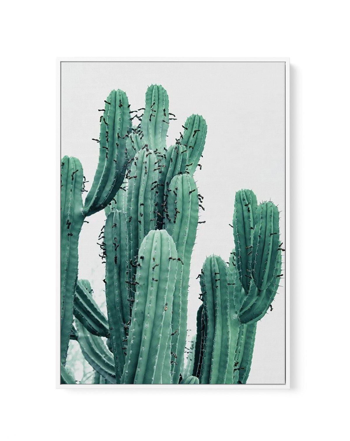 Green Cactus II | Framed Canvas-CANVAS-You can shop wall art online with Olive et Oriel for everything from abstract art to fun kids wall art. Our beautiful modern art prints and canvas art are available from large canvas prints to wall art paintings and our proudly Australian artwork collection offers only the highest quality framed large wall art and canvas art Australia - You can buy fashion photography prints or Hampton print posters and paintings on canvas from Olive et Oriel and have them 