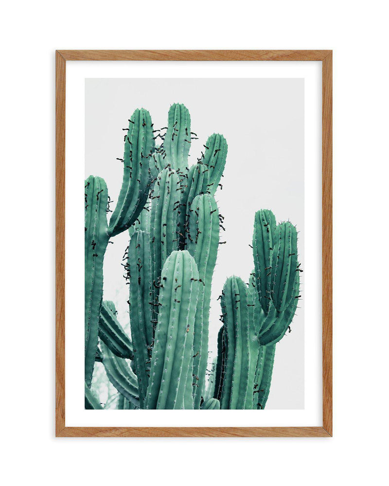 Green Cactus III Art Print-PRINT-Olive et Oriel-Olive et Oriel-50x70 cm | 19.6" x 27.5"-Walnut-With White Border-Buy-Australian-Art-Prints-Online-with-Olive-et-Oriel-Your-Artwork-Specialists-Austrailia-Decorate-With-Coastal-Photo-Wall-Art-Prints-From-Our-Beach-House-Artwork-Collection-Fine-Poster-and-Framed-Artwork