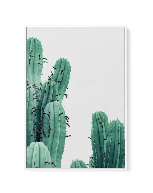 Green Cactus III | Framed Canvas-CANVAS-You can shop wall art online with Olive et Oriel for everything from abstract art to fun kids wall art. Our beautiful modern art prints and canvas art are available from large canvas prints to wall art paintings and our proudly Australian artwork collection offers only the highest quality framed large wall art and canvas art Australia - You can buy fashion photography prints or Hampton print posters and paintings on canvas from Olive et Oriel and have them