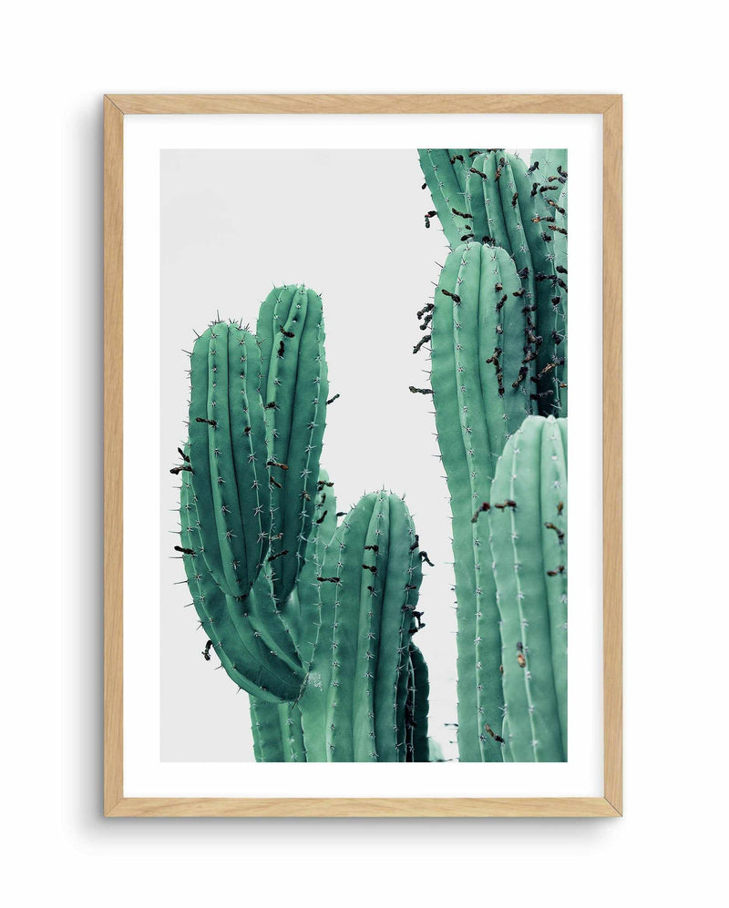 Green Cactus I Art Print-PRINT-Olive et Oriel-Olive et Oriel-A4 | 8.3" x 11.7" | 21 x 29.7cm-Oak-With White Border-Buy-Australian-Art-Prints-Online-with-Olive-et-Oriel-Your-Artwork-Specialists-Austrailia-Decorate-With-Coastal-Photo-Wall-Art-Prints-From-Our-Beach-House-Artwork-Collection-Fine-Poster-and-Framed-Artwork