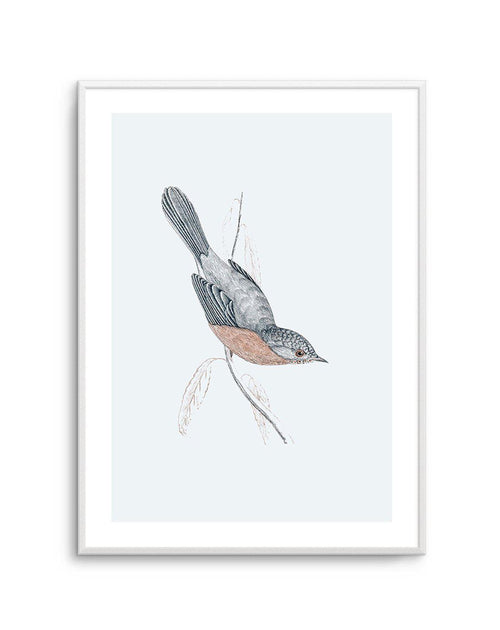 Hamptons Bird I Art Print-PRINT-Olive et Oriel-Olive et Oriel-A5 | 5.8" x 8.3" | 14.8 x 21cm-Unframed Art Print-With White Border-Buy-Australian-Art-Prints-Online-with-Olive-et-Oriel-Your-Artwork-Specialists-Austrailia-Decorate-With-Coastal-Photo-Wall-Art-Prints-From-Our-Beach-House-Artwork-Collection-Fine-Poster-and-Framed-Artwork