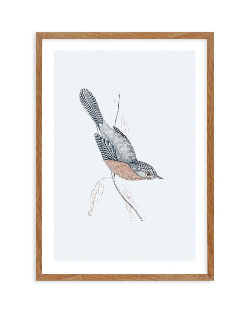 Hamptons Bird I Art Print-PRINT-Olive et Oriel-Olive et Oriel-50x70 cm | 19.6" x 27.5"-Walnut-With White Border-Buy-Australian-Art-Prints-Online-with-Olive-et-Oriel-Your-Artwork-Specialists-Austrailia-Decorate-With-Coastal-Photo-Wall-Art-Prints-From-Our-Beach-House-Artwork-Collection-Fine-Poster-and-Framed-Artwork