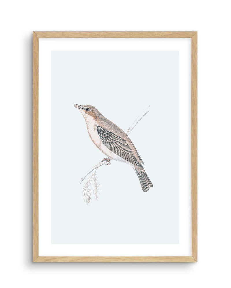 Hamptons Bird II Art Print-PRINT-Olive et Oriel-Olive et Oriel-A5 | 5.8" x 8.3" | 14.8 x 21cm-Oak-With White Border-Buy-Australian-Art-Prints-Online-with-Olive-et-Oriel-Your-Artwork-Specialists-Austrailia-Decorate-With-Coastal-Photo-Wall-Art-Prints-From-Our-Beach-House-Artwork-Collection-Fine-Poster-and-Framed-Artwork