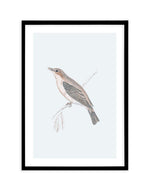 Hamptons Bird II Art Print-PRINT-Olive et Oriel-Olive et Oriel-A5 | 5.8" x 8.3" | 14.8 x 21cm-Black-With White Border-Buy-Australian-Art-Prints-Online-with-Olive-et-Oriel-Your-Artwork-Specialists-Austrailia-Decorate-With-Coastal-Photo-Wall-Art-Prints-From-Our-Beach-House-Artwork-Collection-Fine-Poster-and-Framed-Artwork