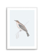 Hamptons Bird II Art Print-PRINT-Olive et Oriel-Olive et Oriel-A5 | 5.8" x 8.3" | 14.8 x 21cm-Unframed Art Print-With White Border-Buy-Australian-Art-Prints-Online-with-Olive-et-Oriel-Your-Artwork-Specialists-Austrailia-Decorate-With-Coastal-Photo-Wall-Art-Prints-From-Our-Beach-House-Artwork-Collection-Fine-Poster-and-Framed-Artwork