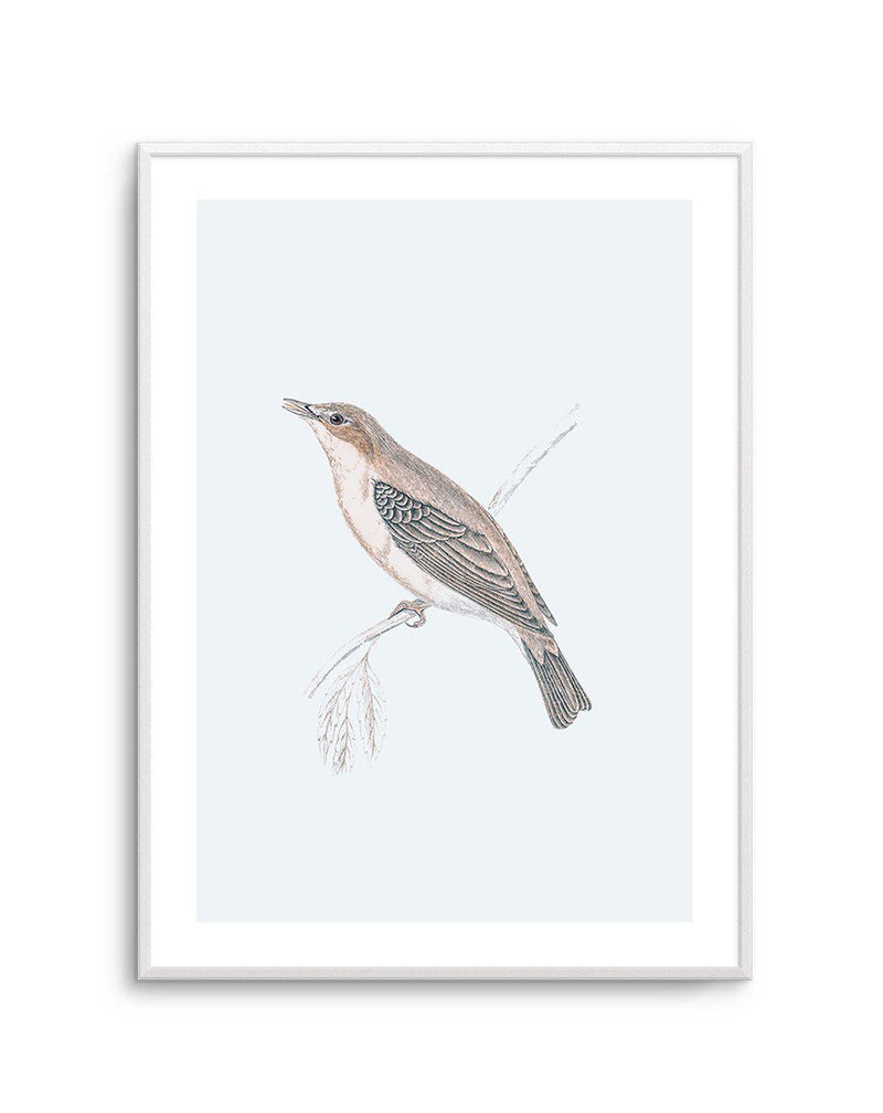 Hamptons Bird II Art Print-PRINT-Olive et Oriel-Olive et Oriel-A5 | 5.8" x 8.3" | 14.8 x 21cm-Unframed Art Print-With White Border-Buy-Australian-Art-Prints-Online-with-Olive-et-Oriel-Your-Artwork-Specialists-Austrailia-Decorate-With-Coastal-Photo-Wall-Art-Prints-From-Our-Beach-House-Artwork-Collection-Fine-Poster-and-Framed-Artwork
