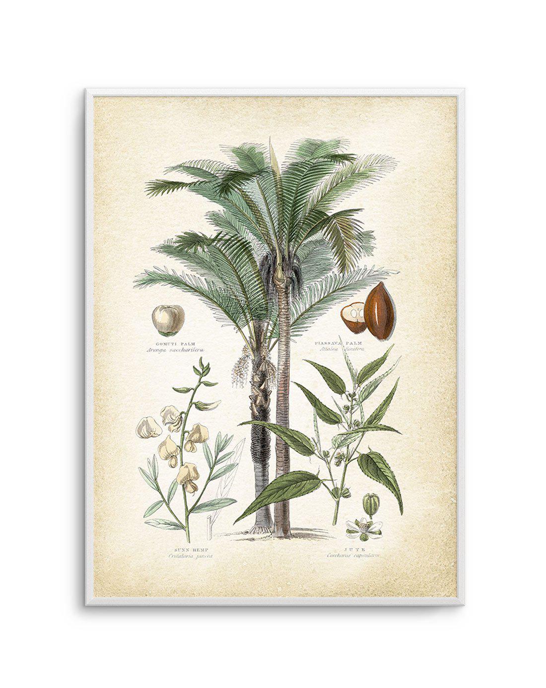 Hamptons Palm I Art Print-PRINT-Olive et Oriel-Olive et Oriel-A5 | 5.8" x 8.3" | 14.8 x 21cm-Unframed Art Print-With White Border-Buy-Australian-Art-Prints-Online-with-Olive-et-Oriel-Your-Artwork-Specialists-Austrailia-Decorate-With-Coastal-Photo-Wall-Art-Prints-From-Our-Beach-House-Artwork-Collection-Fine-Poster-and-Framed-Artwork