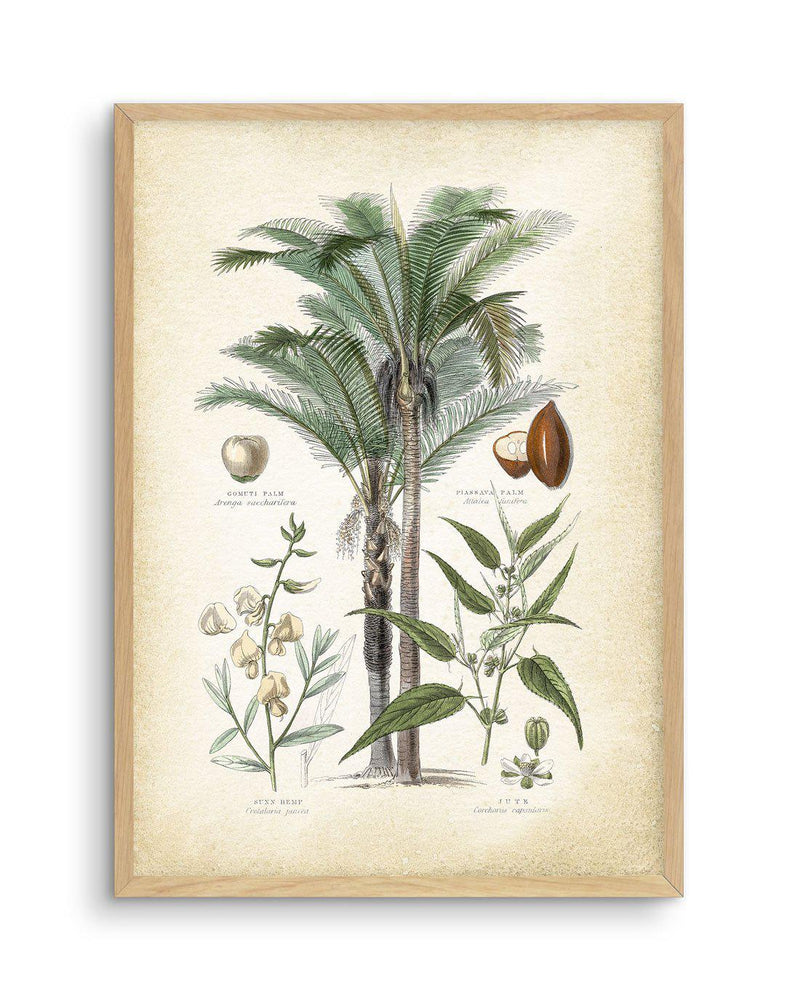 Hamptons Palm I Art Print-PRINT-Olive et Oriel-Olive et Oriel-A5 | 5.8" x 8.3" | 14.8 x 21cm-Oak-With White Border-Buy-Australian-Art-Prints-Online-with-Olive-et-Oriel-Your-Artwork-Specialists-Austrailia-Decorate-With-Coastal-Photo-Wall-Art-Prints-From-Our-Beach-House-Artwork-Collection-Fine-Poster-and-Framed-Artwork