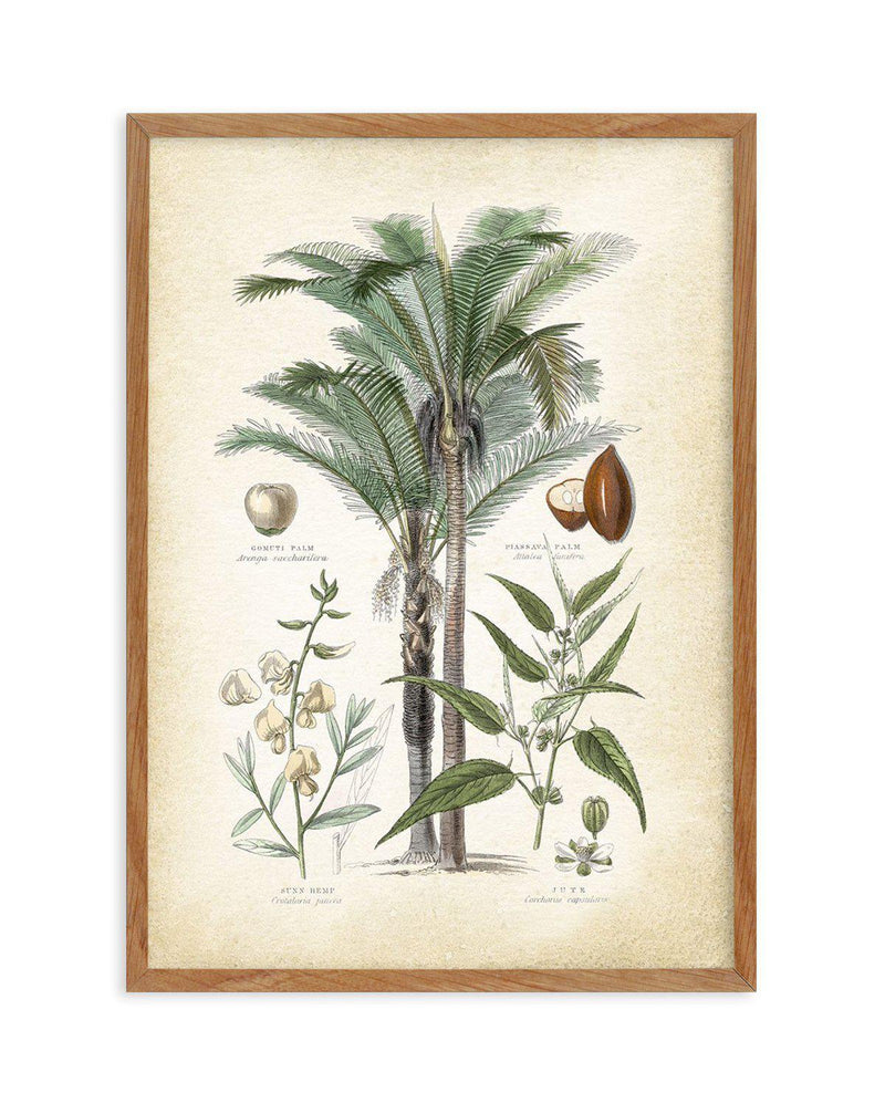 Hamptons Palm I Art Print-PRINT-Olive et Oriel-Olive et Oriel-50x70 cm | 19.6" x 27.5"-Walnut-With White Border-Buy-Australian-Art-Prints-Online-with-Olive-et-Oriel-Your-Artwork-Specialists-Austrailia-Decorate-With-Coastal-Photo-Wall-Art-Prints-From-Our-Beach-House-Artwork-Collection-Fine-Poster-and-Framed-Artwork