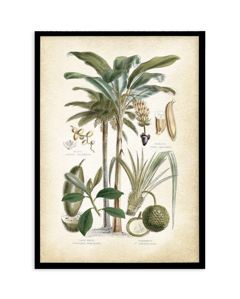 Hamptons Palm II Art Print-PRINT-Olive et Oriel-Olive et Oriel-A5 | 5.8" x 8.3" | 14.8 x 21cm-Black-With White Border-Buy-Australian-Art-Prints-Online-with-Olive-et-Oriel-Your-Artwork-Specialists-Austrailia-Decorate-With-Coastal-Photo-Wall-Art-Prints-From-Our-Beach-House-Artwork-Collection-Fine-Poster-and-Framed-Artwork