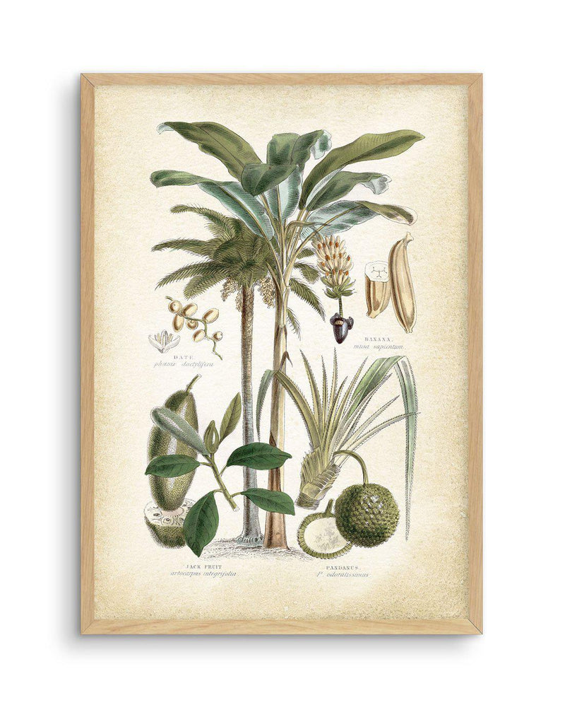 Hamptons Palm II Art Print-PRINT-Olive et Oriel-Olive et Oriel-A5 | 5.8" x 8.3" | 14.8 x 21cm-Oak-With White Border-Buy-Australian-Art-Prints-Online-with-Olive-et-Oriel-Your-Artwork-Specialists-Austrailia-Decorate-With-Coastal-Photo-Wall-Art-Prints-From-Our-Beach-House-Artwork-Collection-Fine-Poster-and-Framed-Artwork