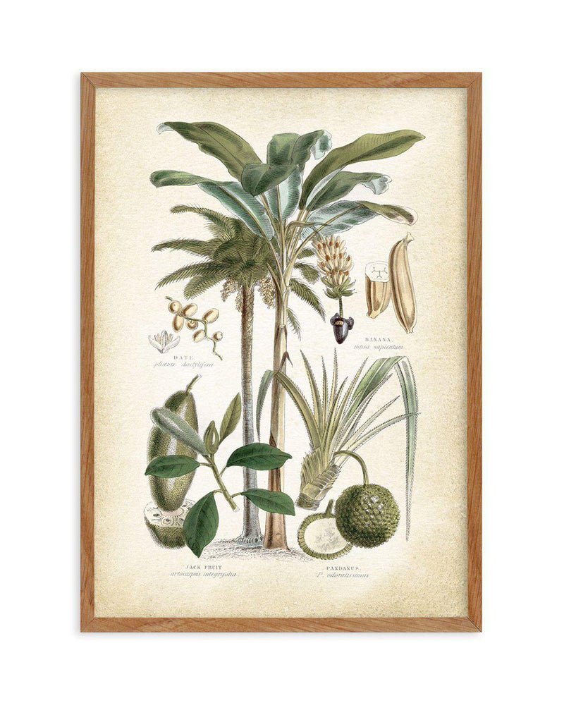 Hamptons Palm II Art Print-PRINT-Olive et Oriel-Olive et Oriel-50x70 cm | 19.6" x 27.5"-Walnut-With White Border-Buy-Australian-Art-Prints-Online-with-Olive-et-Oriel-Your-Artwork-Specialists-Austrailia-Decorate-With-Coastal-Photo-Wall-Art-Prints-From-Our-Beach-House-Artwork-Collection-Fine-Poster-and-Framed-Artwork