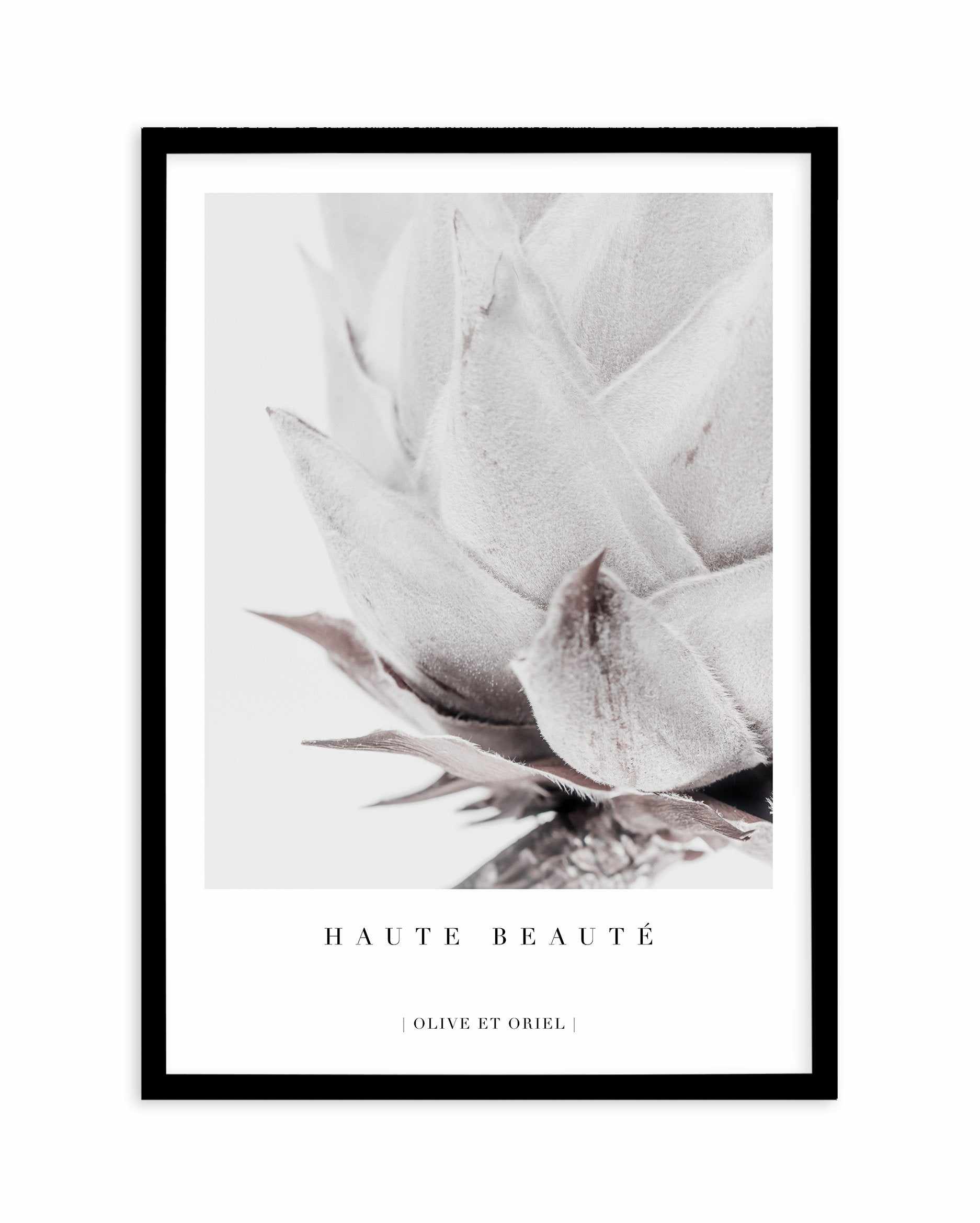 Haute Beaute | King Protea Art Print-PRINT-Olive et Oriel-Olive et Oriel-A4 | 8.3" x 11.7" | 21 x 29.7cm-Black-Buy-Australian-Art-Prints-Online-with-Olive-et-Oriel-Your-Artwork-Specialists-Austrailia-Decorate-With-Coastal-Photo-Wall-Art-Prints-From-Our-Beach-House-Artwork-Collection-Fine-Poster-and-Framed-Artwork