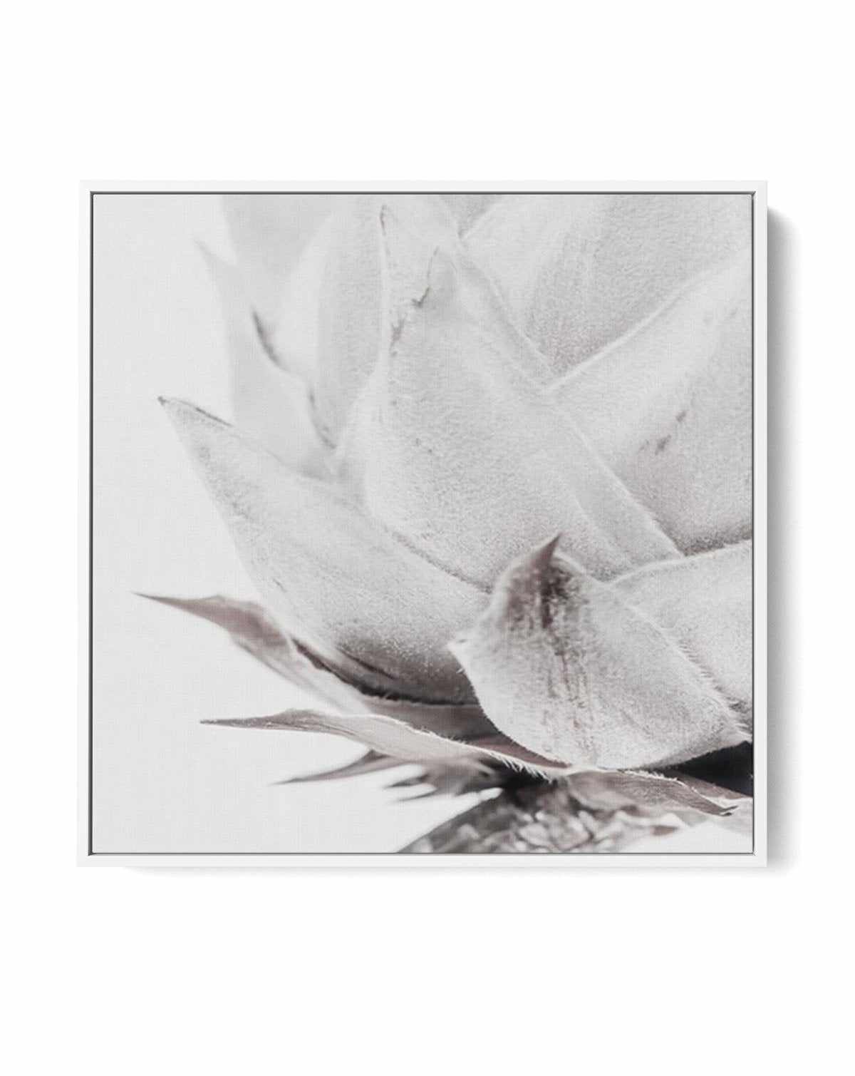 Haute Beaute | King Protea | Framed Canvas-CANVAS-You can shop wall art online with Olive et Oriel for everything from abstract art to fun kids wall art. Our beautiful modern art prints and canvas art are available from large canvas prints to wall art paintings and our proudly Australian artwork collection offers only the highest quality framed large wall art and canvas art Australia - You can buy fashion photography prints or Hampton print posters and paintings on canvas from Olive et Oriel and