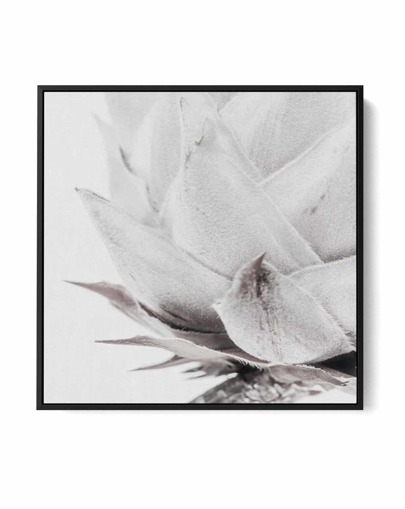 Haute Beaute | King Protea | Framed Canvas-CANVAS-You can shop wall art online with Olive et Oriel for everything from abstract art to fun kids wall art. Our beautiful modern art prints and canvas art are available from large canvas prints to wall art paintings and our proudly Australian artwork collection offers only the highest quality framed large wall art and canvas art Australia - You can buy fashion photography prints or Hampton print posters and paintings on canvas from Olive et Oriel and