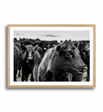 Herd | LS Art Print-PRINT-Olive et Oriel-Olive et Oriel-A4 | 8.3" x 11.7" | 21 x 29.7cm-Oak-With White Border-Buy-Australian-Art-Prints-Online-with-Olive-et-Oriel-Your-Artwork-Specialists-Austrailia-Decorate-With-Coastal-Photo-Wall-Art-Prints-From-Our-Beach-House-Artwork-Collection-Fine-Poster-and-Framed-Artwork