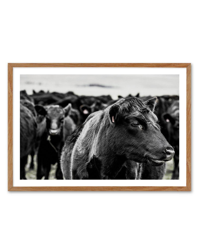 Herd | LS Art Print-PRINT-Olive et Oriel-Olive et Oriel-50x70 cm | 19.6" x 27.5"-Walnut-With White Border-Buy-Australian-Art-Prints-Online-with-Olive-et-Oriel-Your-Artwork-Specialists-Austrailia-Decorate-With-Coastal-Photo-Wall-Art-Prints-From-Our-Beach-House-Artwork-Collection-Fine-Poster-and-Framed-Artwork