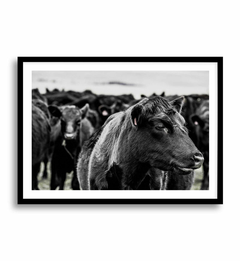 Herd | LS Art Print-PRINT-Olive et Oriel-Olive et Oriel-A4 | 8.3" x 11.7" | 21 x 29.7cm-Black-With White Border-Buy-Australian-Art-Prints-Online-with-Olive-et-Oriel-Your-Artwork-Specialists-Austrailia-Decorate-With-Coastal-Photo-Wall-Art-Prints-From-Our-Beach-House-Artwork-Collection-Fine-Poster-and-Framed-Artwork