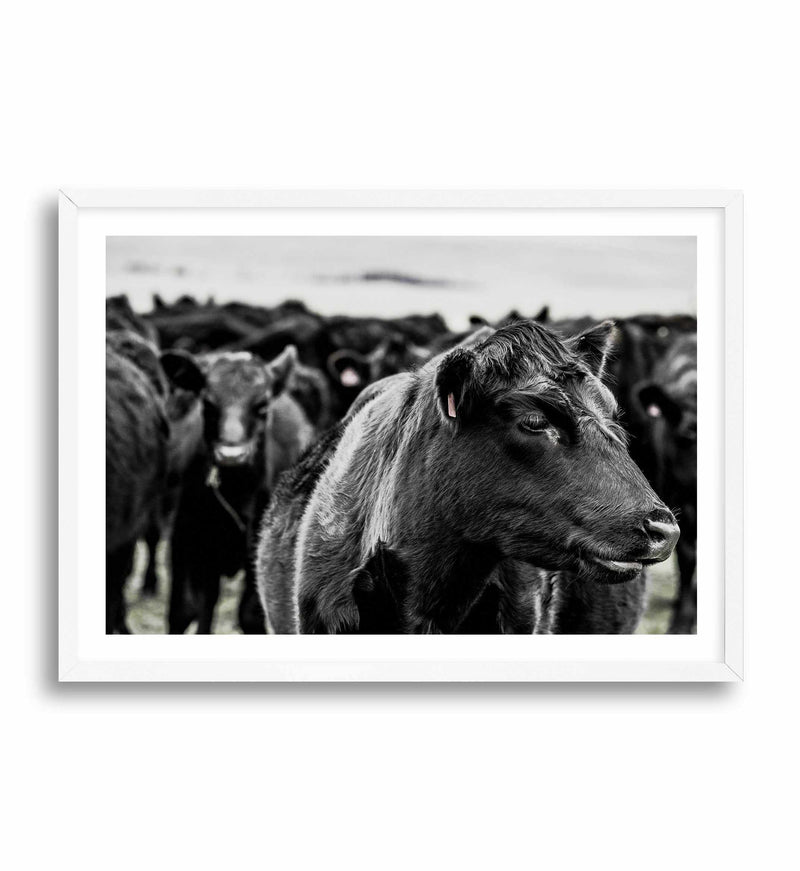Herd | LS Art Print-PRINT-Olive et Oriel-Olive et Oriel-A4 | 8.3" x 11.7" | 21 x 29.7cm-White-With White Border-Buy-Australian-Art-Prints-Online-with-Olive-et-Oriel-Your-Artwork-Specialists-Austrailia-Decorate-With-Coastal-Photo-Wall-Art-Prints-From-Our-Beach-House-Artwork-Collection-Fine-Poster-and-Framed-Artwork