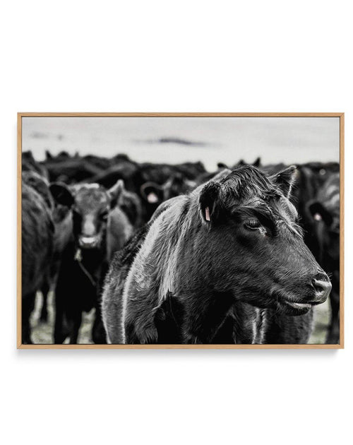 Herd | LS | Framed Canvas-CANVAS-You can shop wall art online with Olive et Oriel for everything from abstract art to fun kids wall art. Our beautiful modern art prints and canvas art are available from large canvas prints to wall art paintings and our proudly Australian artwork collection offers only the highest quality framed large wall art and canvas art Australia - You can buy fashion photography prints or Hampton print posters and paintings on canvas from Olive et Oriel and have them delive