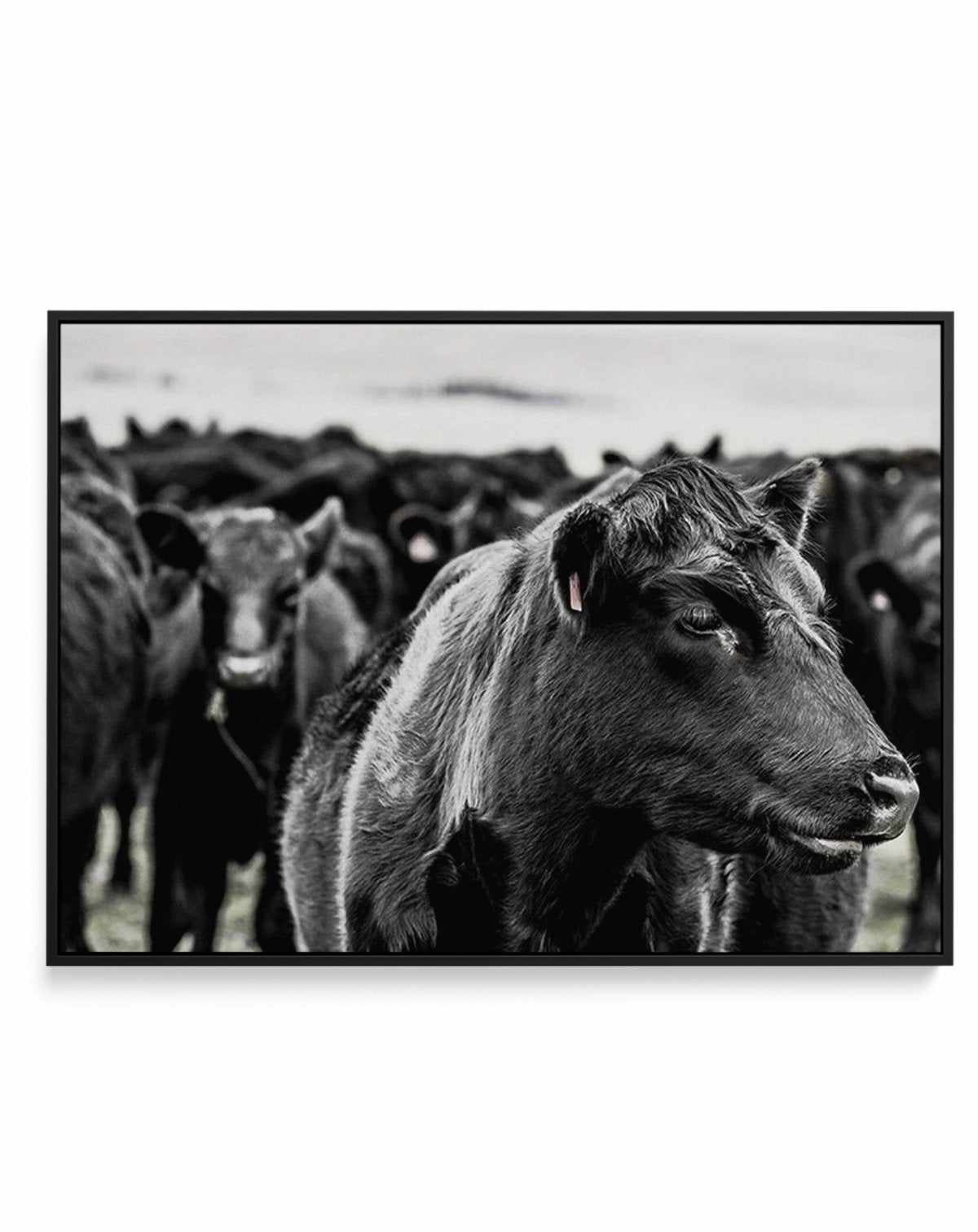 Herd | LS | Framed Canvas-CANVAS-You can shop wall art online with Olive et Oriel for everything from abstract art to fun kids wall art. Our beautiful modern art prints and canvas art are available from large canvas prints to wall art paintings and our proudly Australian artwork collection offers only the highest quality framed large wall art and canvas art Australia - You can buy fashion photography prints or Hampton print posters and paintings on canvas from Olive et Oriel and have them delive