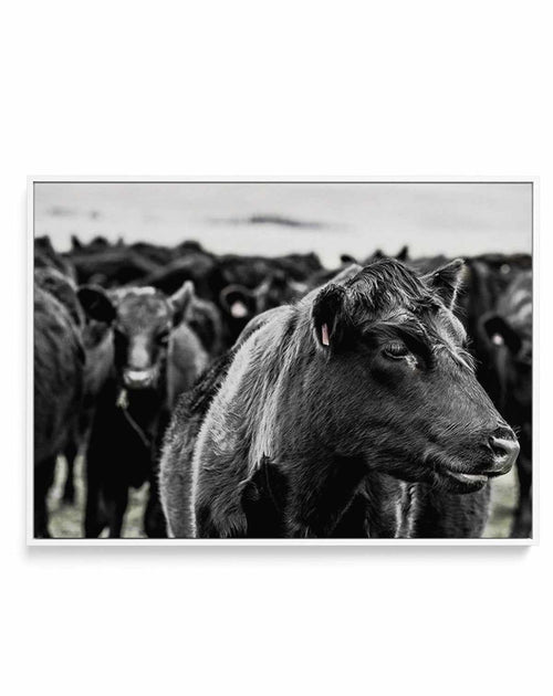Herd | LS | Framed Canvas-CANVAS-You can shop wall art online with Olive et Oriel for everything from abstract art to fun kids wall art. Our beautiful modern art prints and canvas art are available from large canvas prints to wall art paintings and our proudly Australian artwork collection offers only the highest quality framed large wall art and canvas art Australia - You can buy fashion photography prints or Hampton print posters and paintings on canvas from Olive et Oriel and have them delive