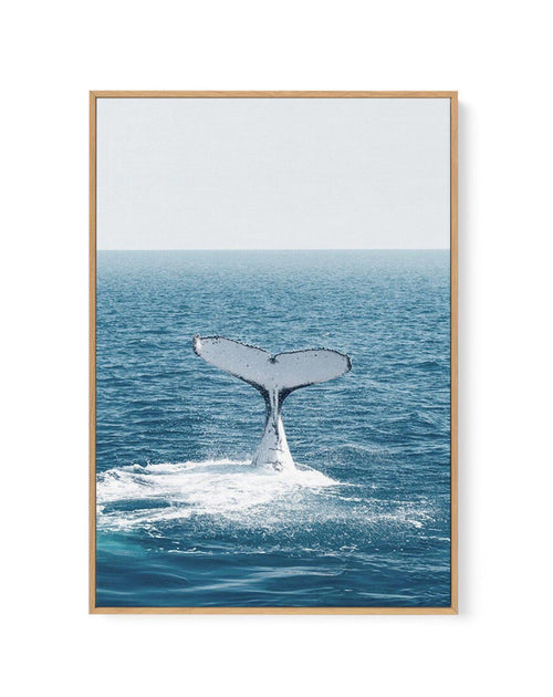 Hervey Bay Whale | Framed Canvas-CANVAS-You can shop wall art online with Olive et Oriel for everything from abstract art to fun kids wall art. Our beautiful modern art prints and canvas art are available from large canvas prints to wall art paintings and our proudly Australian artwork collection offers only the highest quality framed large wall art and canvas art Australia - You can buy fashion photography prints or Hampton print posters and paintings on canvas from Olive et Oriel and have them