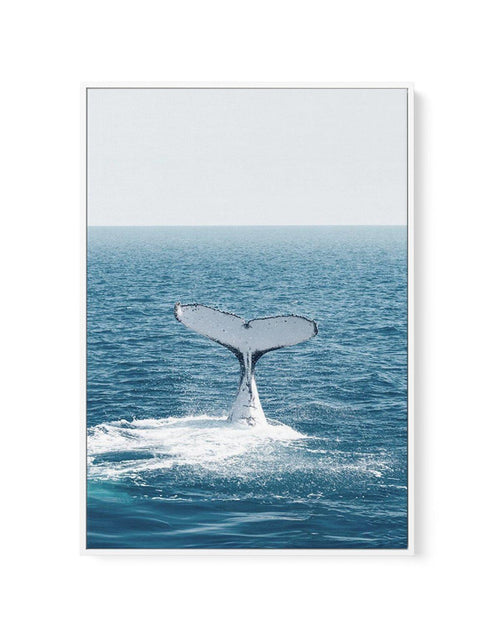 Hervey Bay Whale | Framed Canvas-CANVAS-You can shop wall art online with Olive et Oriel for everything from abstract art to fun kids wall art. Our beautiful modern art prints and canvas art are available from large canvas prints to wall art paintings and our proudly Australian artwork collection offers only the highest quality framed large wall art and canvas art Australia - You can buy fashion photography prints or Hampton print posters and paintings on canvas from Olive et Oriel and have them