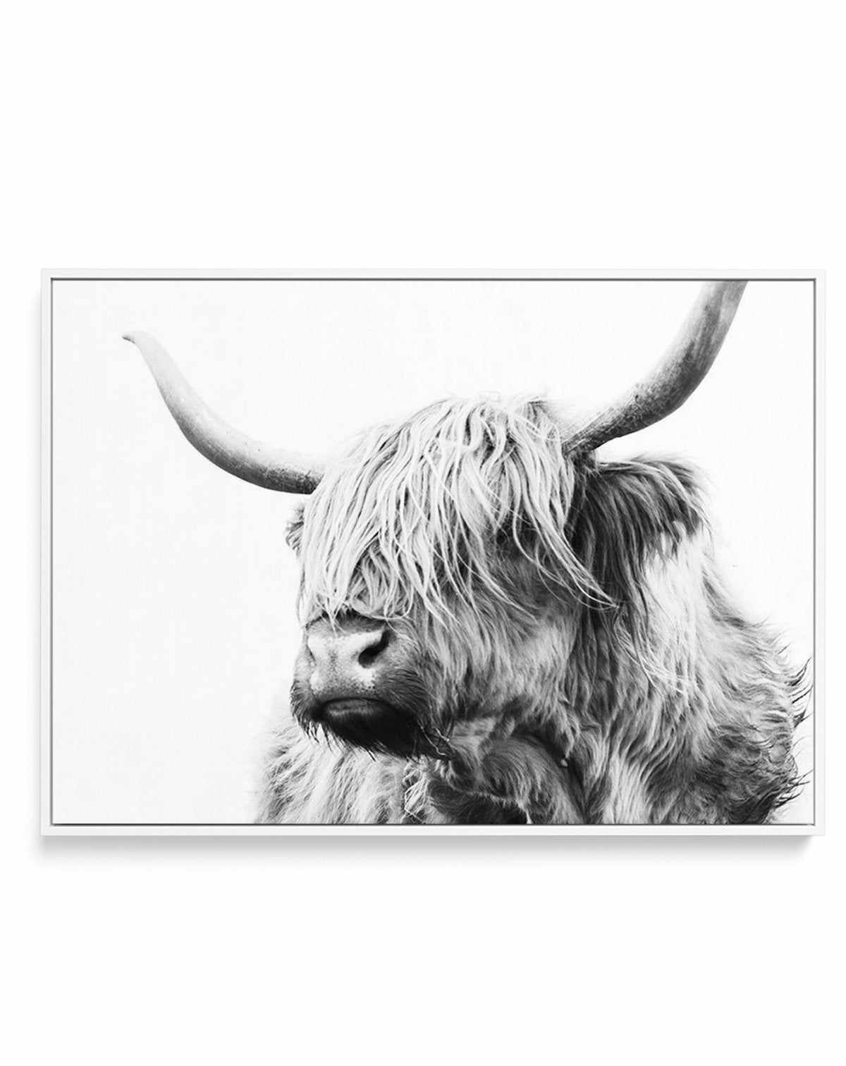 Highland Cow B&W Close-up | Framed Canvas-CANVAS-You can shop wall art online with Olive et Oriel for everything from abstract art to fun kids wall art. Our beautiful modern art prints and canvas art are available from large canvas prints to wall art paintings and our proudly Australian artwork collection offers only the highest quality framed large wall art and canvas art Australia - You can buy fashion photography prints or Hampton print posters and paintings on canvas from Olive et Oriel and 