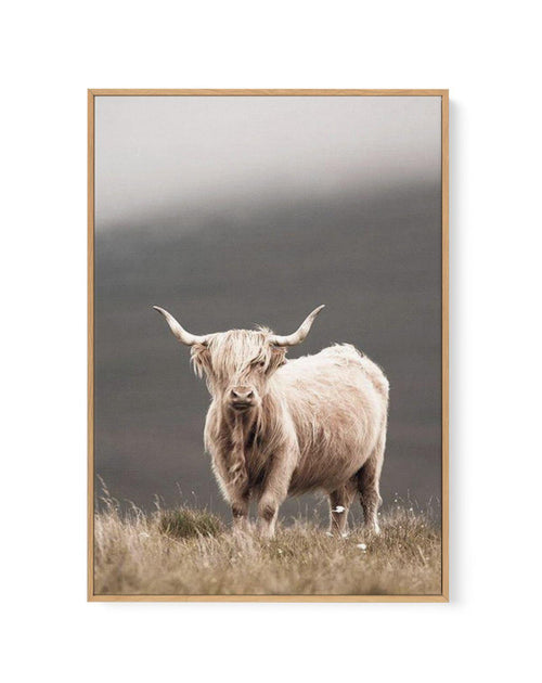 Highland Cow | Framed Canvas-CANVAS-You can shop wall art online with Olive et Oriel for everything from abstract art to fun kids wall art. Our beautiful modern art prints and canvas art are available from large canvas prints to wall art paintings and our proudly Australian artwork collection offers only the highest quality framed large wall art and canvas art Australia - You can buy fashion photography prints or Hampton print posters and paintings on canvas from Olive et Oriel and have them del