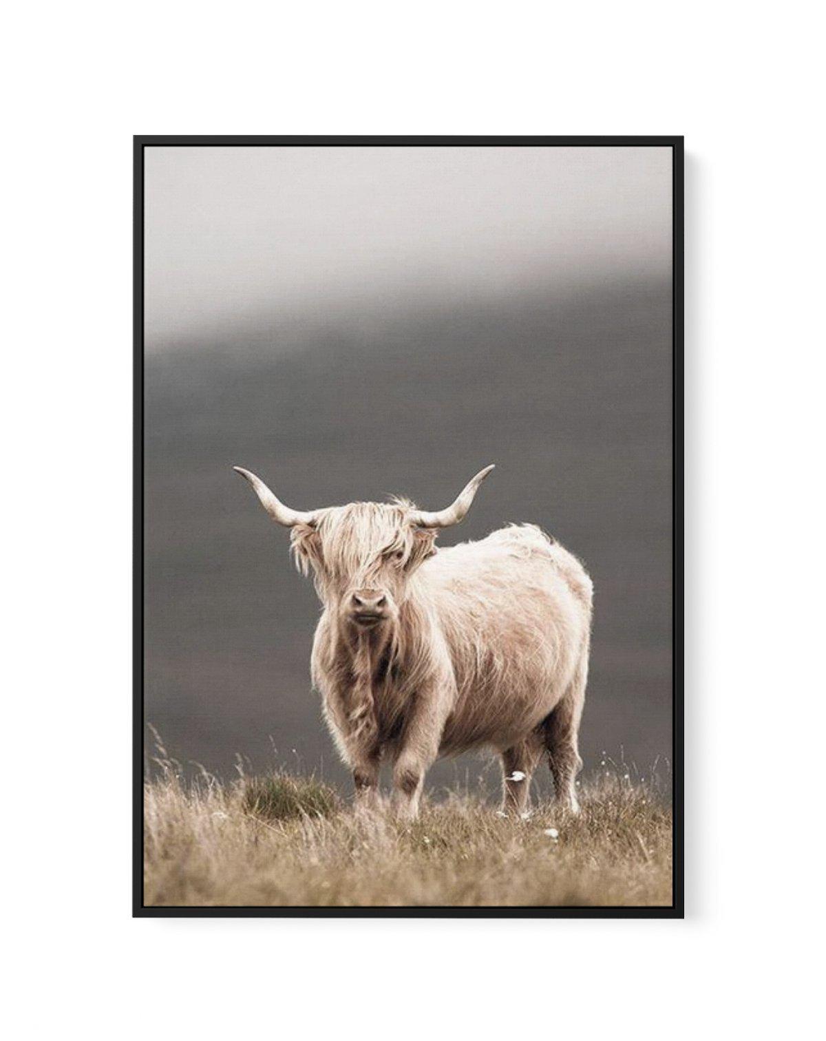 Highland Cow | Framed Canvas-CANVAS-You can shop wall art online with Olive et Oriel for everything from abstract art to fun kids wall art. Our beautiful modern art prints and canvas art are available from large canvas prints to wall art paintings and our proudly Australian artwork collection offers only the highest quality framed large wall art and canvas art Australia - You can buy fashion photography prints or Hampton print posters and paintings on canvas from Olive et Oriel and have them del