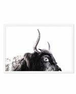 Highland Stare Art Print-PRINT-Olive et Oriel-Olive et Oriel-A5 | 5.8" x 8.3" | 14.8 x 21cm-White-With White Border-Buy-Australian-Art-Prints-Online-with-Olive-et-Oriel-Your-Artwork-Specialists-Austrailia-Decorate-With-Coastal-Photo-Wall-Art-Prints-From-Our-Beach-House-Artwork-Collection-Fine-Poster-and-Framed-Artwork