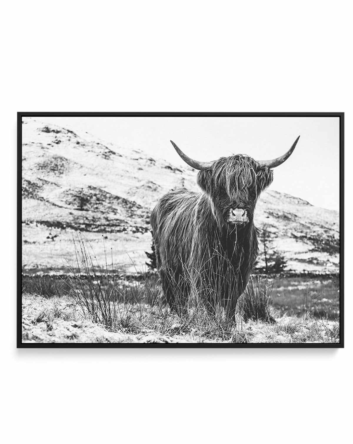 Highlander B&W | Framed Canvas-CANVAS-You can shop wall art online with Olive et Oriel for everything from abstract art to fun kids wall art. Our beautiful modern art prints and canvas art are available from large canvas prints to wall art paintings and our proudly Australian artwork collection offers only the highest quality framed large wall art and canvas art Australia - You can buy fashion photography prints or Hampton print posters and paintings on canvas from Olive et Oriel and have them d