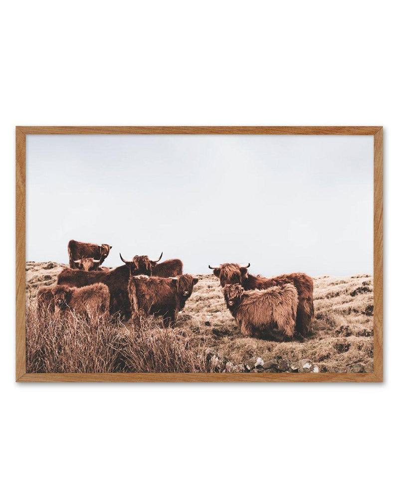 Highlander Herd | LS Art Print-PRINT-Olive et Oriel-Olive et Oriel-Buy-Australian-Art-Prints-Online-with-Olive-et-Oriel-Your-Artwork-Specialists-Austrailia-Decorate-With-Coastal-Photo-Wall-Art-Prints-From-Our-Beach-House-Artwork-Collection-Fine-Poster-and-Framed-Artwork