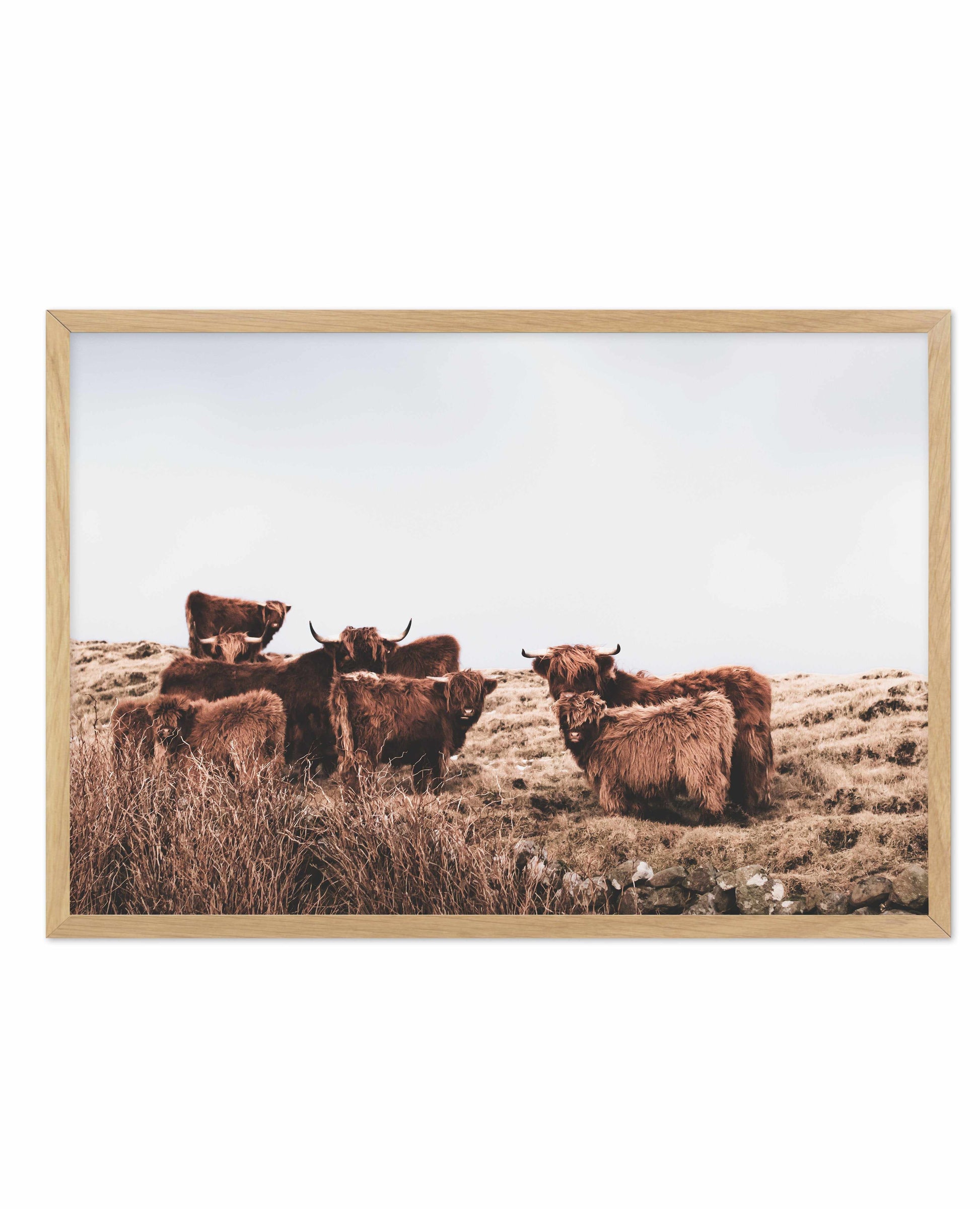 Highlander Herd | LS Art Print-PRINT-Olive et Oriel-Olive et Oriel-A5 | 5.8" x 8.3" | 14.8 x 21cm-Oak-With White Border-Buy-Australian-Art-Prints-Online-with-Olive-et-Oriel-Your-Artwork-Specialists-Austrailia-Decorate-With-Coastal-Photo-Wall-Art-Prints-From-Our-Beach-House-Artwork-Collection-Fine-Poster-and-Framed-Artwork