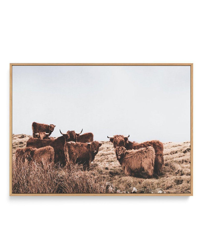 Highlander Herd | LS | Framed Canvas-CANVAS-You can shop wall art online with Olive et Oriel for everything from abstract art to fun kids wall art. Our beautiful modern art prints and canvas art are available from large canvas prints to wall art paintings and our proudly Australian artwork collection offers only the highest quality framed large wall art and canvas art Australia - You can buy fashion photography prints or Hampton print posters and paintings on canvas from Olive et Oriel and have 