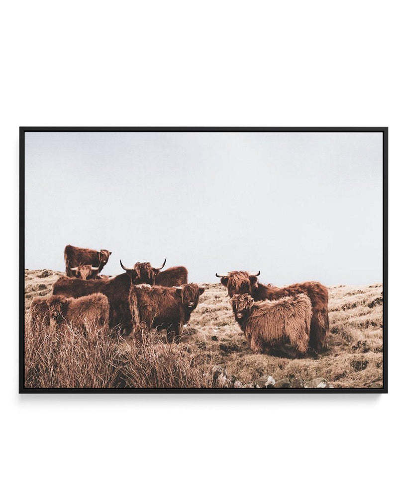 Highlander Herd | LS | Framed Canvas-CANVAS-You can shop wall art online with Olive et Oriel for everything from abstract art to fun kids wall art. Our beautiful modern art prints and canvas art are available from large canvas prints to wall art paintings and our proudly Australian artwork collection offers only the highest quality framed large wall art and canvas art Australia - You can buy fashion photography prints or Hampton print posters and paintings on canvas from Olive et Oriel and have 