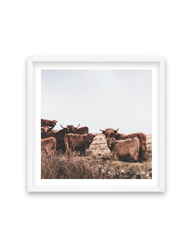 Highlander Herd SQ Art Print-PRINT-Olive et Oriel-Olive et Oriel-70x70 cm | 27.5" x 27.5"-White-With White Border-Buy-Australian-Art-Prints-Online-with-Olive-et-Oriel-Your-Artwork-Specialists-Austrailia-Decorate-With-Coastal-Photo-Wall-Art-Prints-From-Our-Beach-House-Artwork-Collection-Fine-Poster-and-Framed-Artwork