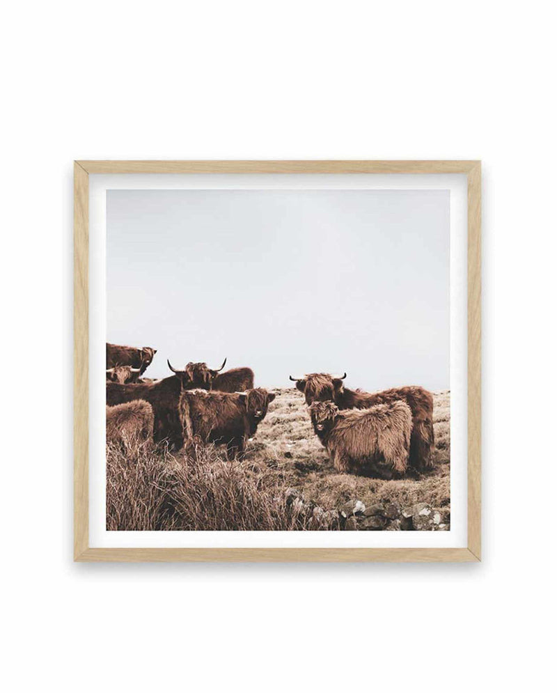 Highlander Herd SQ Art Print-PRINT-Olive et Oriel-Olive et Oriel-70x70 cm | 27.5" x 27.5"-Oak-With White Border-Buy-Australian-Art-Prints-Online-with-Olive-et-Oriel-Your-Artwork-Specialists-Austrailia-Decorate-With-Coastal-Photo-Wall-Art-Prints-From-Our-Beach-House-Artwork-Collection-Fine-Poster-and-Framed-Artwork